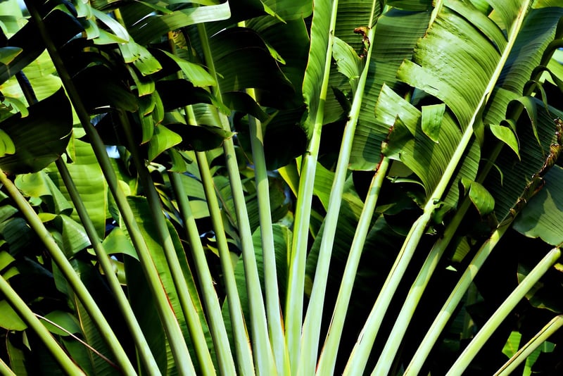 Tropical Bliss